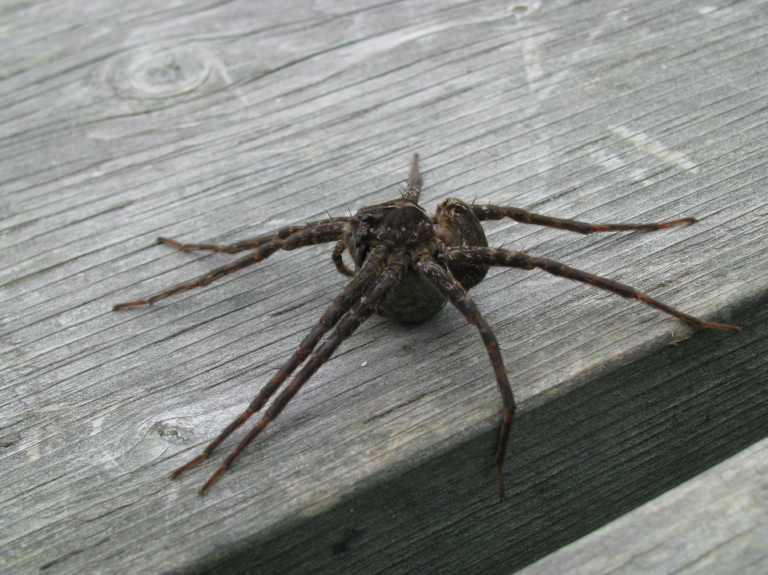 10 Facts On Your Friend, The Dock Spider FACES Magazine