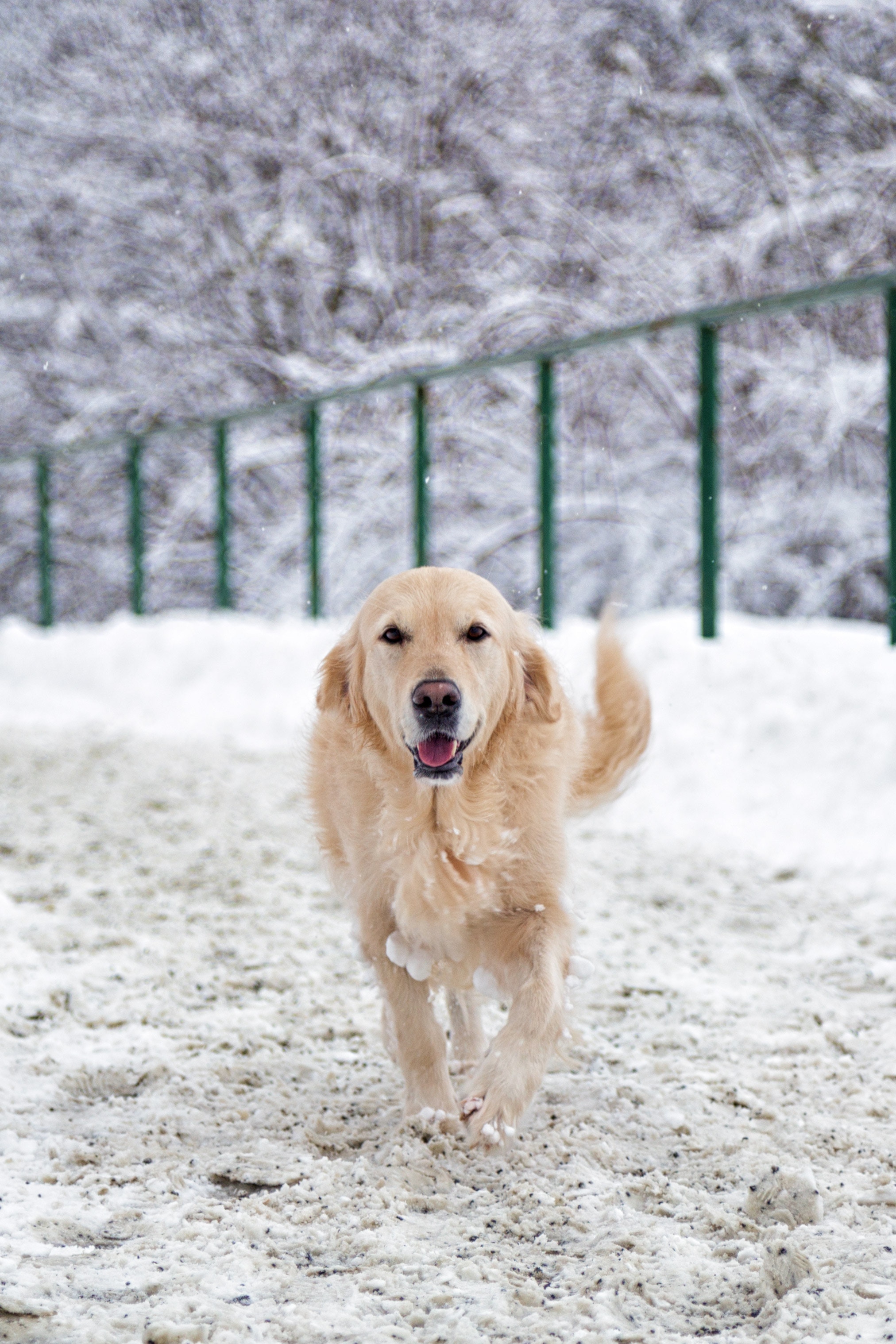 The Top 3 Dog Parks in Ottawa For Your Pup to Enjoy the Snow FACES