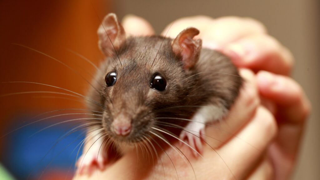 Would You Keep A Rat As A Pet? Here's Why Thousands of People Love Rats