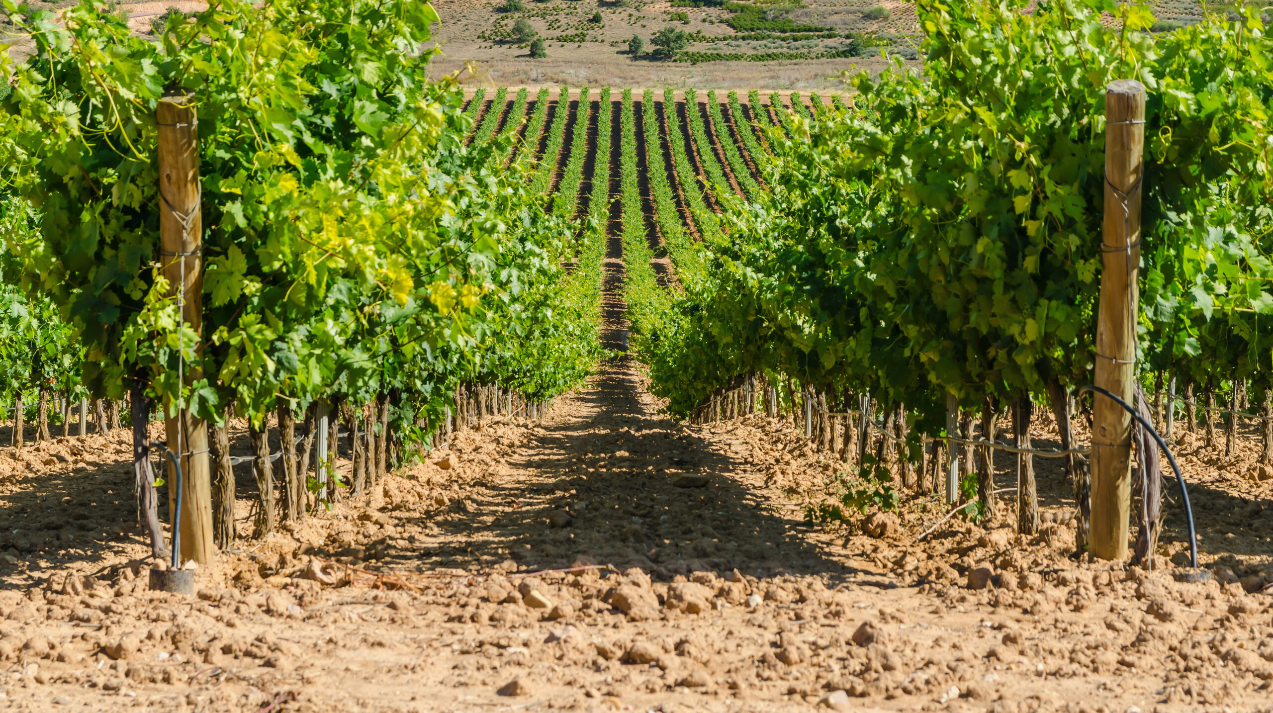 Local Wineries Worth the Drive This Fall